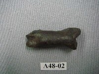 藏品(虎第一指骨)的圖片